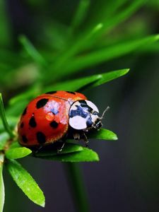 Preview wallpaper ladybug, plants, herbs