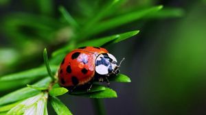 Preview wallpaper ladybug, plants, herbs