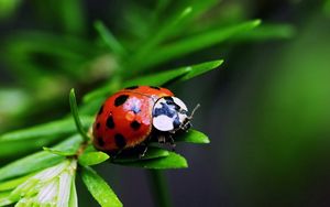 Preview wallpaper ladybug, plants, herbs