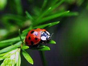 Preview wallpaper ladybug, plants, herbs