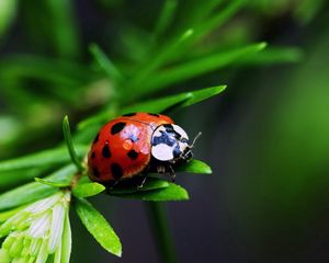 Preview wallpaper ladybug, plants, herbs