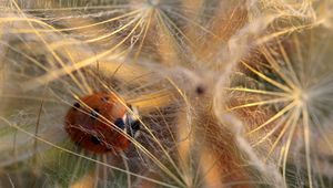 Preview wallpaper ladybug, spider web, dandelion, fluff