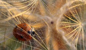 Preview wallpaper ladybug, spider webs, dandelion, light