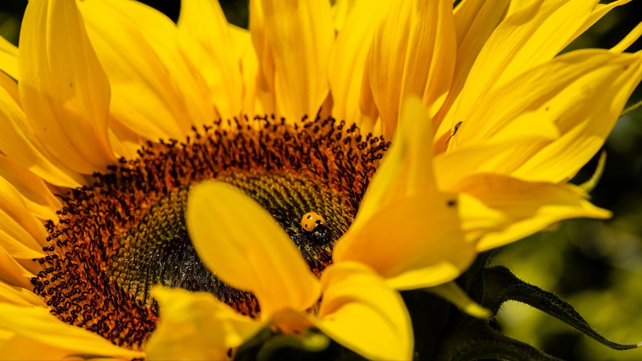 Wallpaper ladybug, sunflower, flower, insect, macro