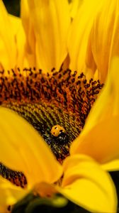 Preview wallpaper ladybug, sunflower, flower, insect, macro