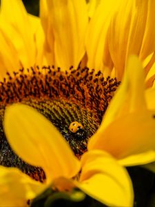 Preview wallpaper ladybug, sunflower, flower, insect, macro