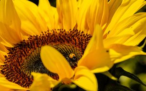 Preview wallpaper ladybug, sunflower, flower, insect, macro