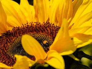 Preview wallpaper ladybug, sunflower, flower, insect, macro