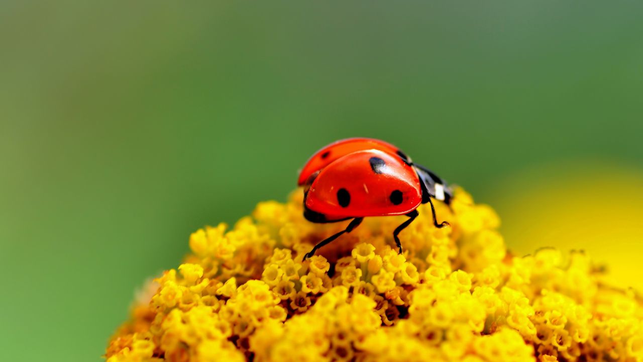 Wallpaper ladybug, surface, insect, flower