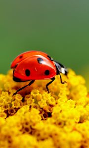 Preview wallpaper ladybug, surface, insect, flower