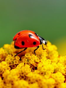 Preview wallpaper ladybug, surface, insect, flower