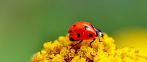 Preview wallpaper ladybug, surface, insect, flower