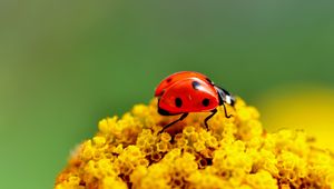 Preview wallpaper ladybug, surface, insect, flower