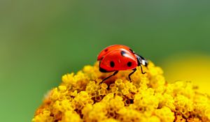 Preview wallpaper ladybug, surface, insect, flower