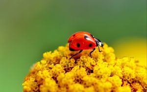 Preview wallpaper ladybug, surface, insect, flower