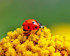 Preview wallpaper ladybug, surface, insect, flower