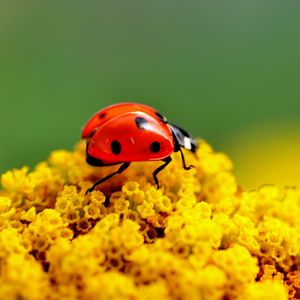 Preview wallpaper ladybug, surface, insect, flower