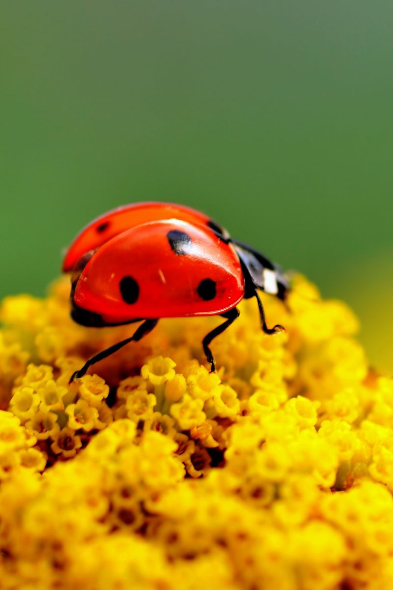 Cute Ladybug Live Wallpaper - Apps on Google Play