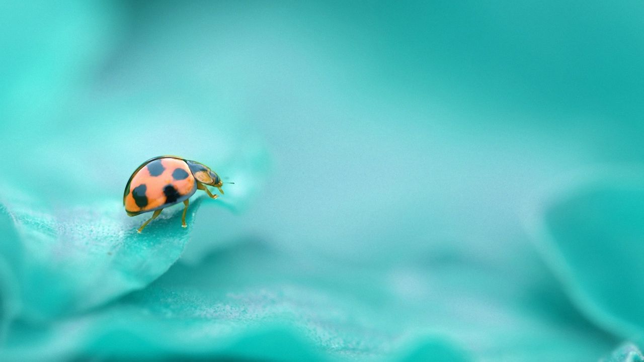 Wallpaper ladybug, surface, insect