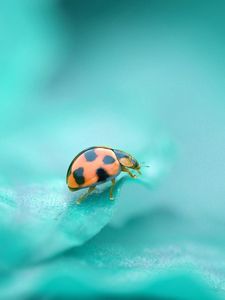 Preview wallpaper ladybug, surface, insect