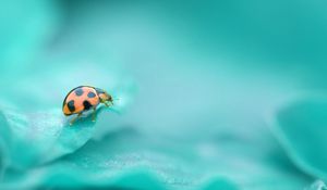 Preview wallpaper ladybug, surface, insect