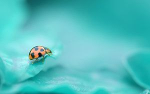 Preview wallpaper ladybug, surface, insect