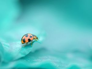 Preview wallpaper ladybug, surface, insect