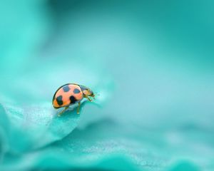 Preview wallpaper ladybug, surface, insect