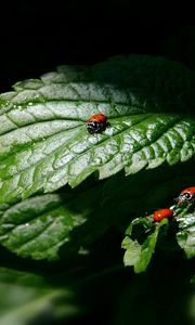 Preview wallpaper ladybug, three, leaves, shadow, shape