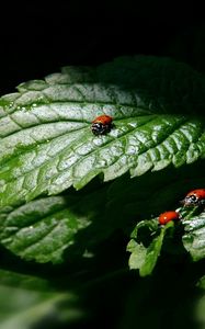 Preview wallpaper ladybug, three, leaves, shadow, shape