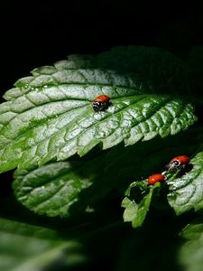 Preview wallpaper ladybug, three, leaves, shadow, shape