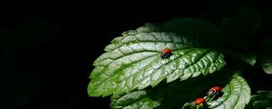 Preview wallpaper ladybug, three, leaves, shadow, shape
