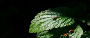 Preview wallpaper ladybug, three, leaves, shadow, shape