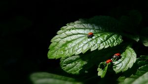 Preview wallpaper ladybug, three, leaves, shadow, shape