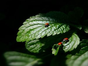 Preview wallpaper ladybug, three, leaves, shadow, shape