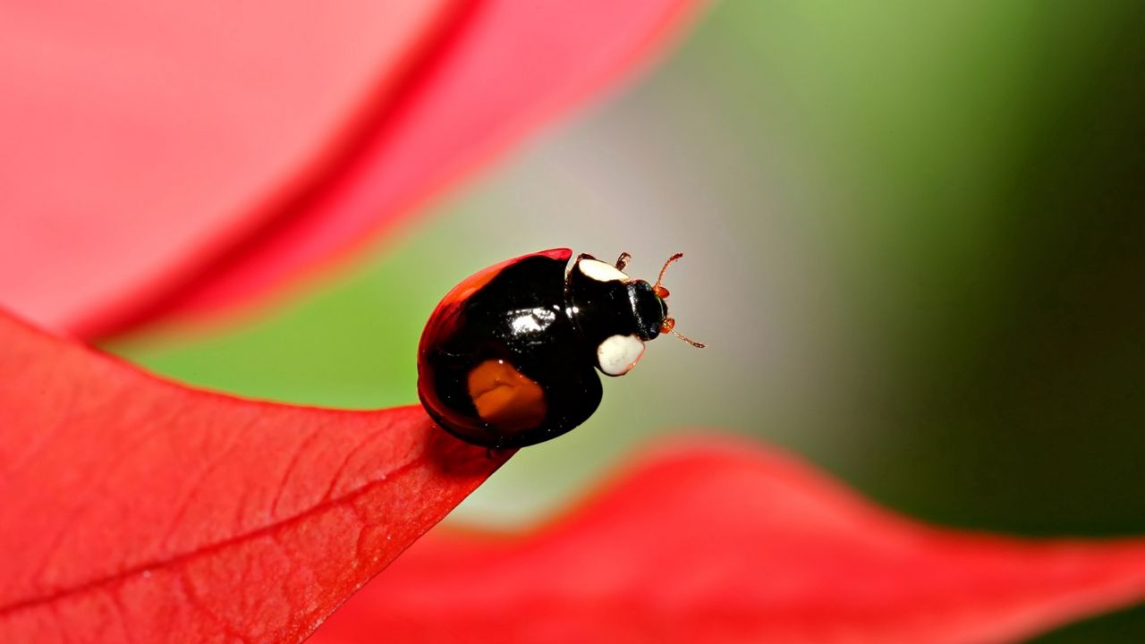 Wallpaper ladybug, unusual, grass, leaves