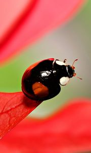 Preview wallpaper ladybug, unusual, grass, leaves