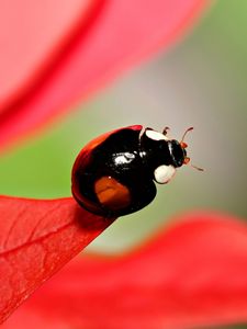 Preview wallpaper ladybug, unusual, grass, leaves