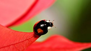 Preview wallpaper ladybug, unusual, grass, leaves