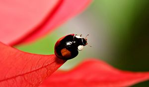 Preview wallpaper ladybug, unusual, grass, leaves