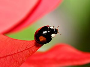 Preview wallpaper ladybug, unusual, grass, leaves