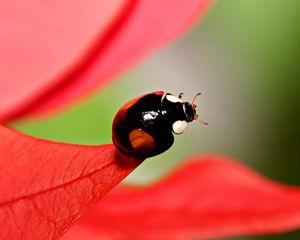 Preview wallpaper ladybug, unusual, grass, leaves