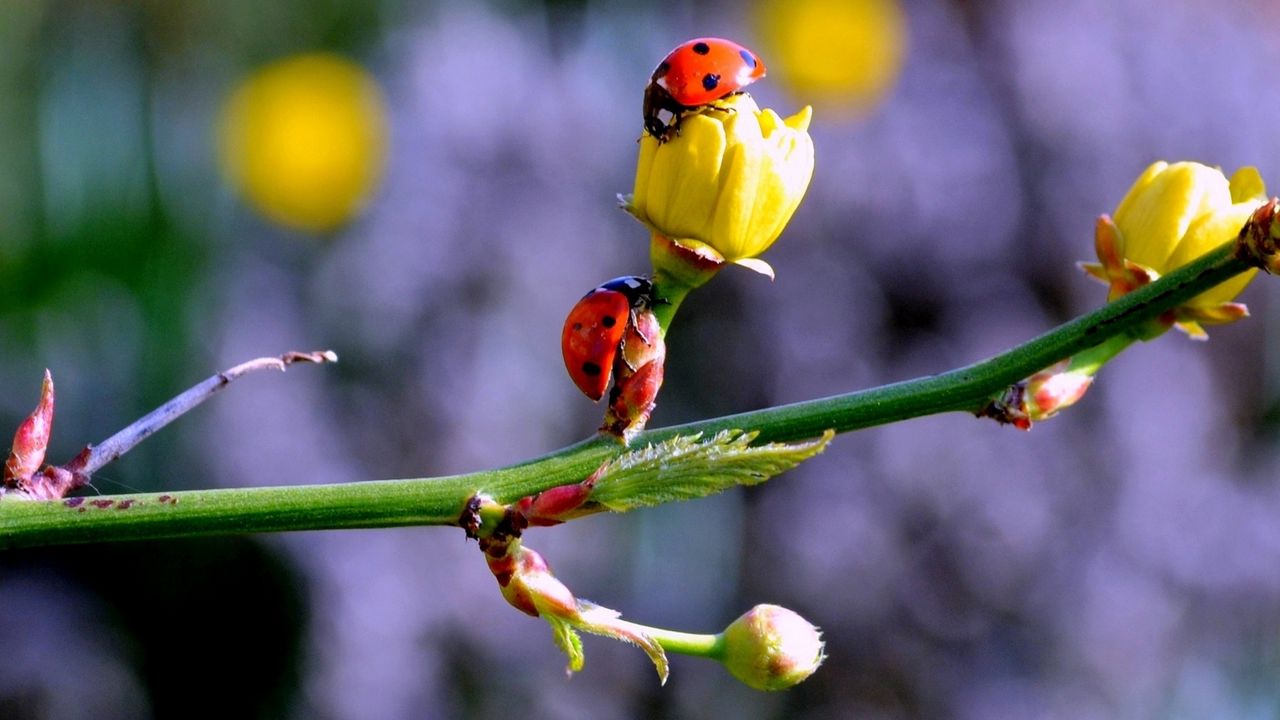 Wallpaper ladybugs, buds, branch, spring