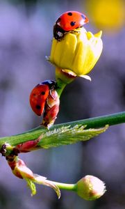 Preview wallpaper ladybugs, buds, branch, spring