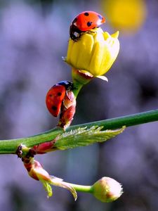 Preview wallpaper ladybugs, buds, branch, spring