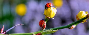 Preview wallpaper ladybugs, buds, branch, spring