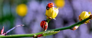 Preview wallpaper ladybugs, buds, branch, spring