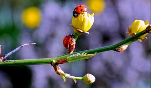 Preview wallpaper ladybugs, buds, branch, spring