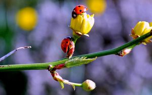 Preview wallpaper ladybugs, buds, branch, spring