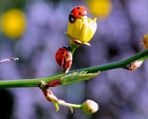 Preview wallpaper ladybugs, buds, branch, spring